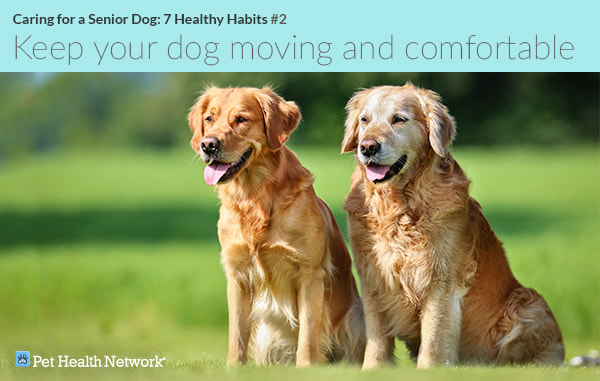 http://www.salemvetvb.com/uploads/1/2/5/9/125987165/2-keep-your-dog-moving-and-comfortable-477052860_orig.jpg