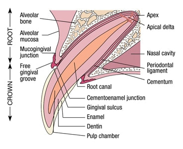 The anatomy of a tooth