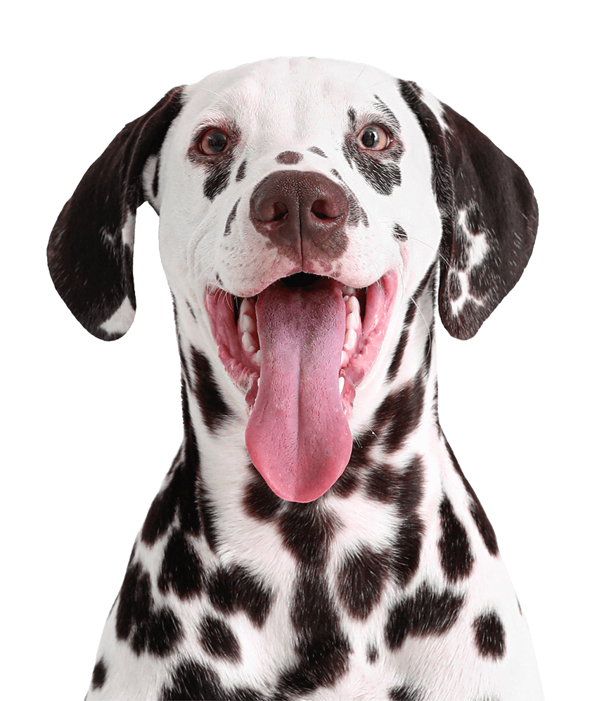 happy Dalmatian dog with its tongue out