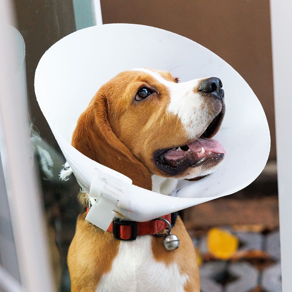 happy beagle dog wearing white plastic cone around neck after surgery