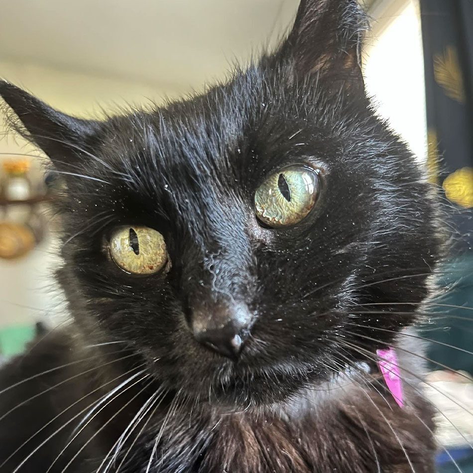 close up of fluffy black cat with green eyes