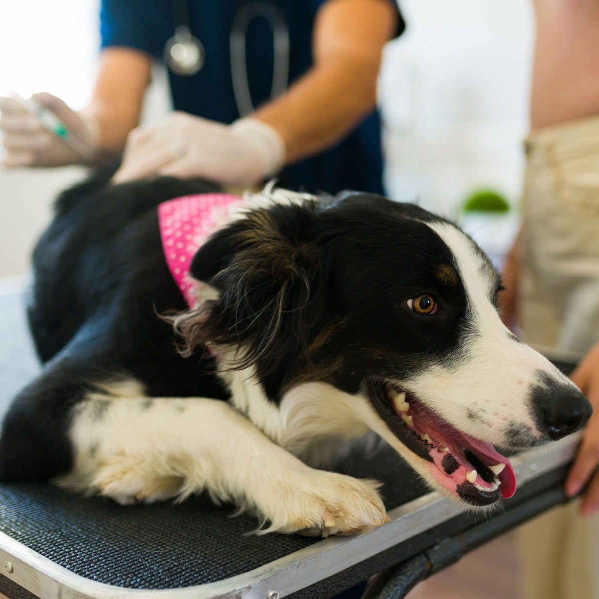 border collie lying on exam table while veterinarian administers vaccination