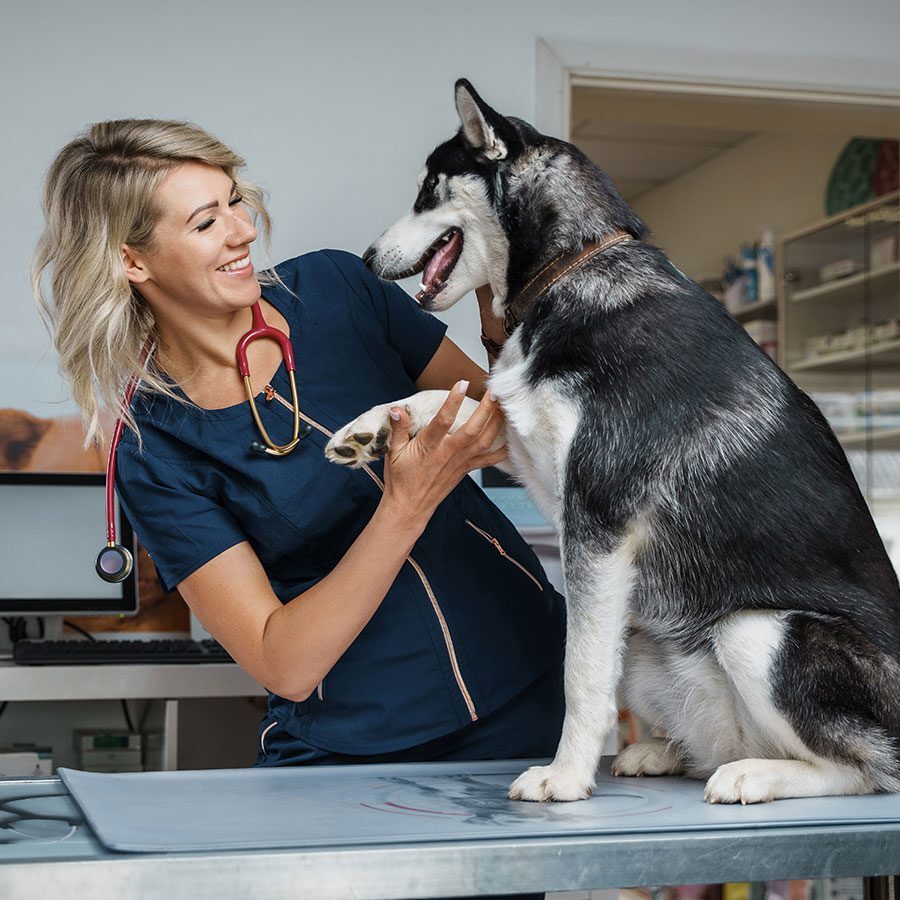 female doctor smiling and examining husky sitting on exam table