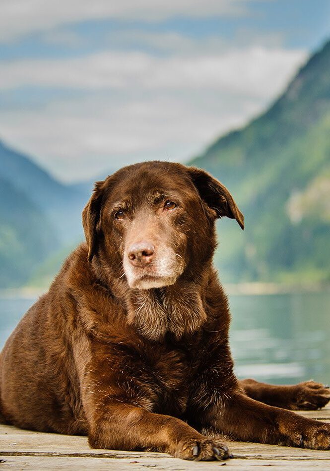 senior chocolate labrador retriever dog lying down on dog in mountain lake