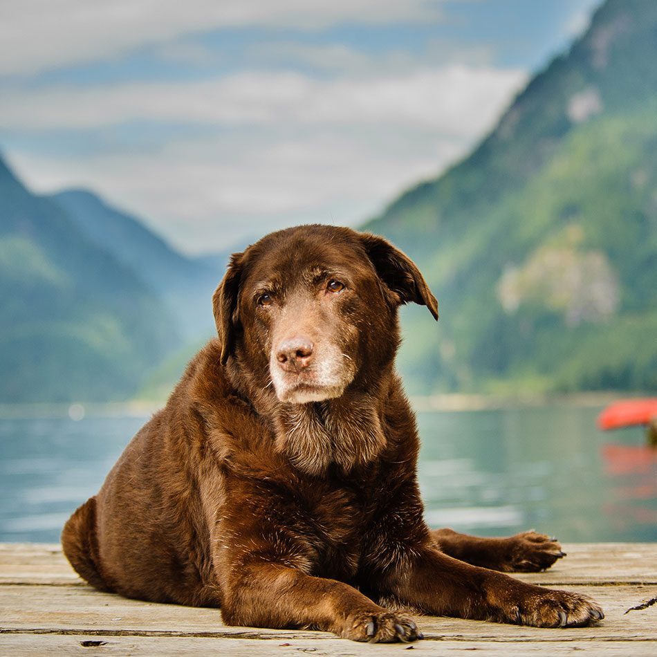senior chocolate labrador retriever dog lying down on dog in mountain lake