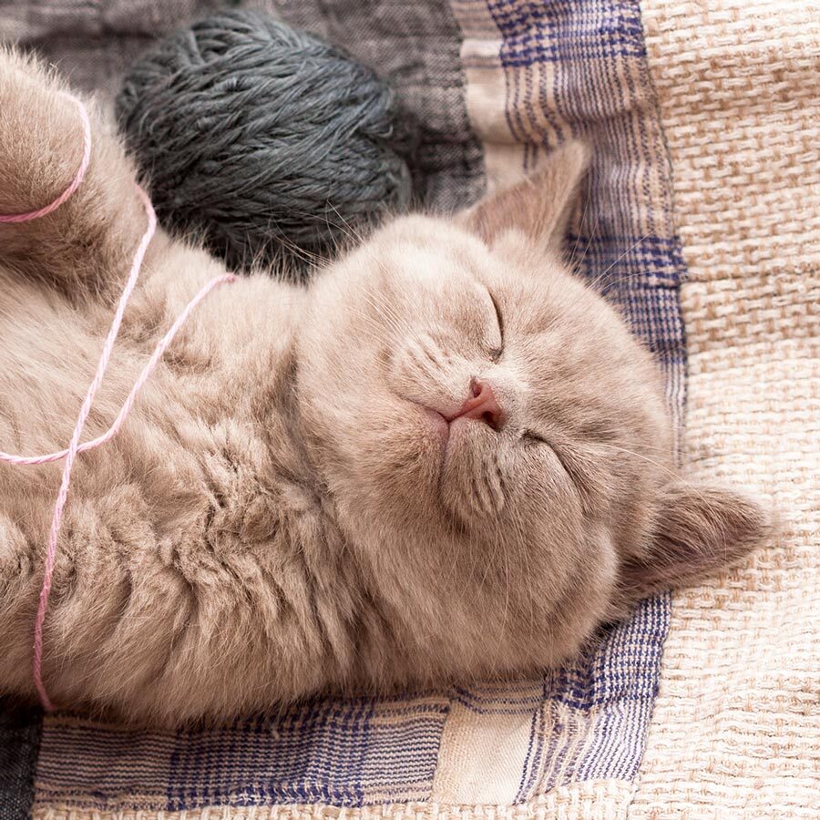 gray British kitten sleeping with yarn