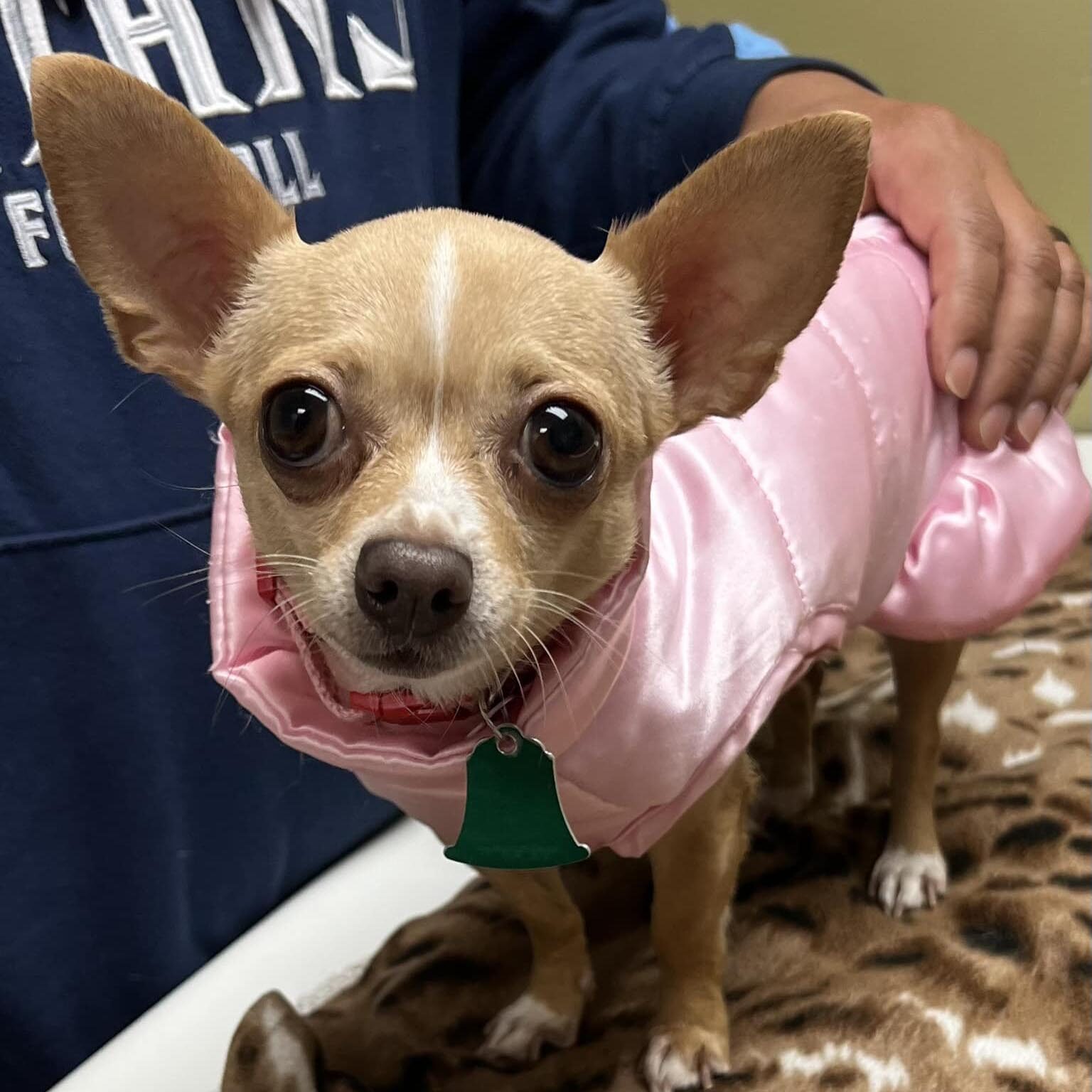 Small Chihuahua wearing a pink vest